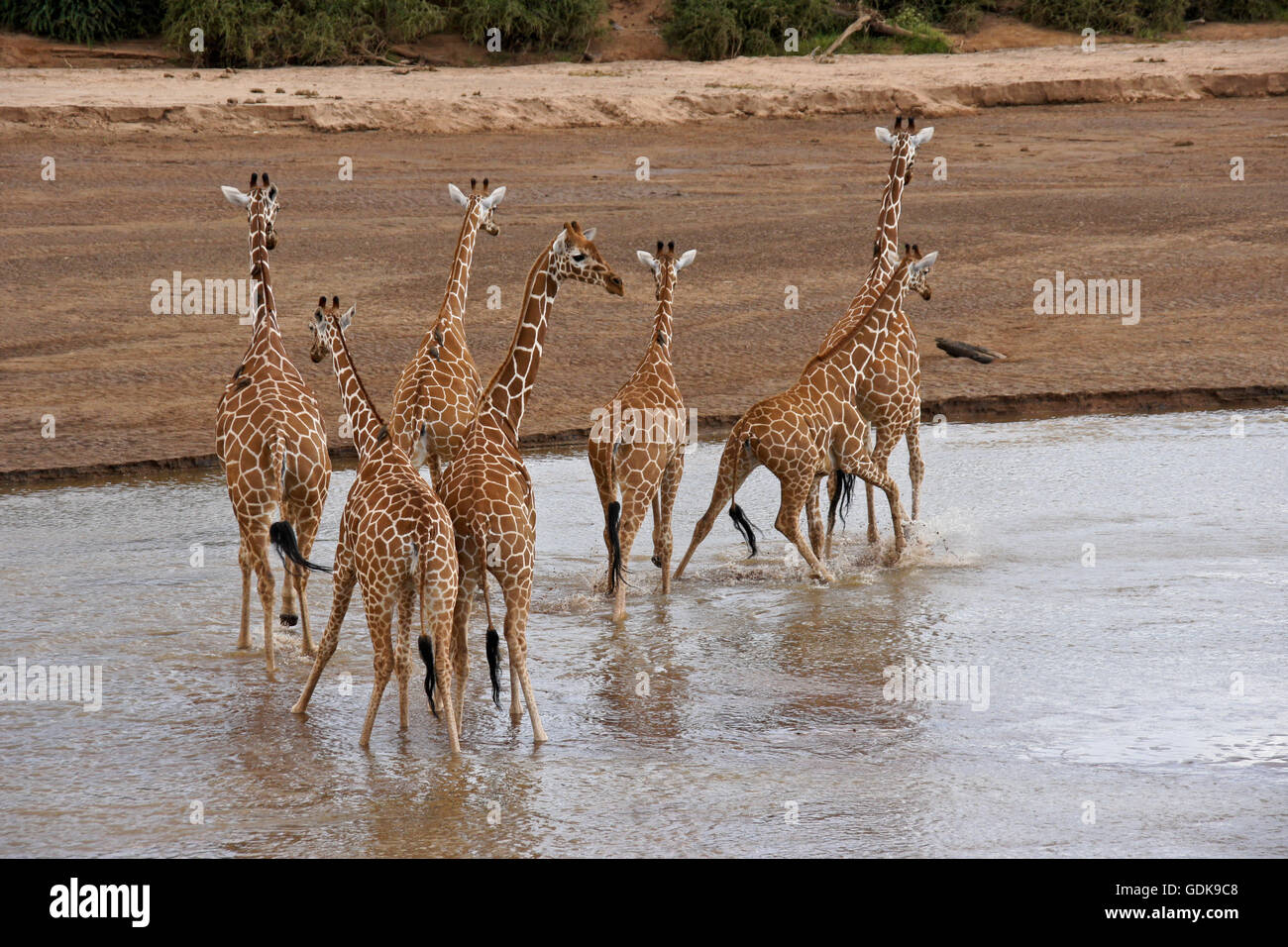 Le giraffe reticolate attraversando il Ewaso () Uaso Nyiro, Samburu Game Reserve, Kenya Foto Stock