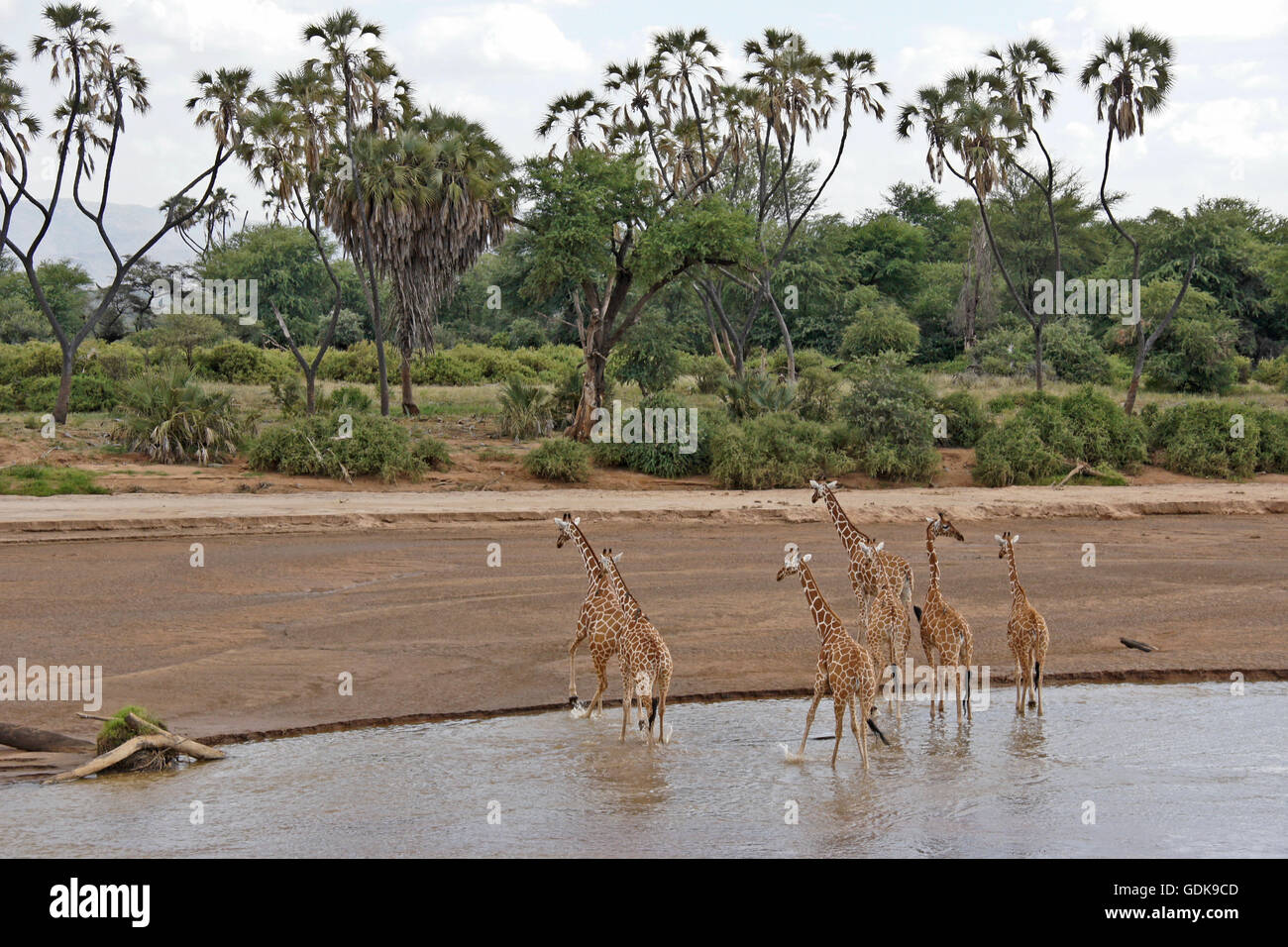 Le giraffe reticolate attraversando il Ewaso () Uaso Nyiro, Samburu Game Reserve, Kenya Foto Stock
