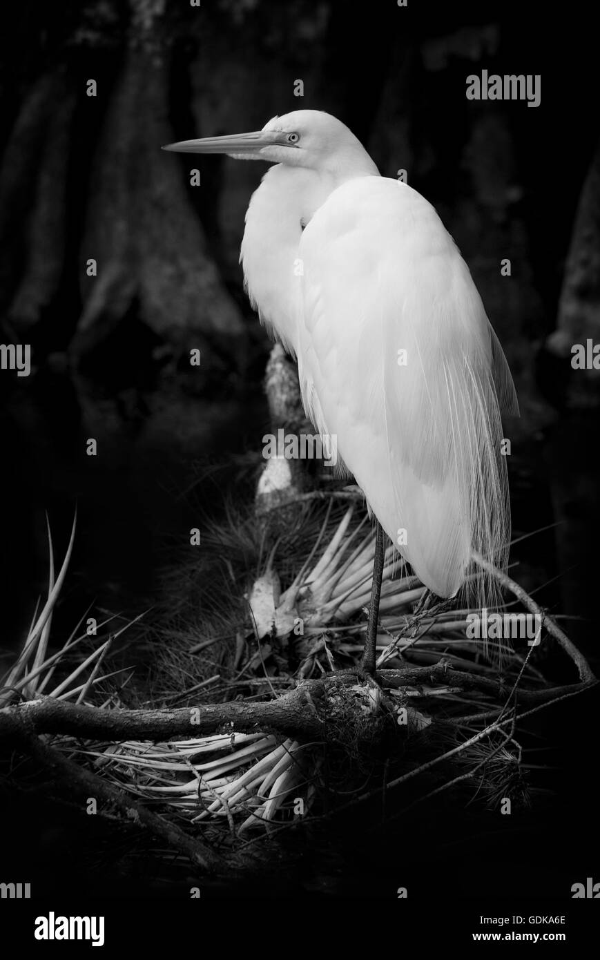 Grande airone bianco posatoi tra cipressi su un arto caduti adornata con tillandsia airplants a Big Cypress Swamp Foto Stock