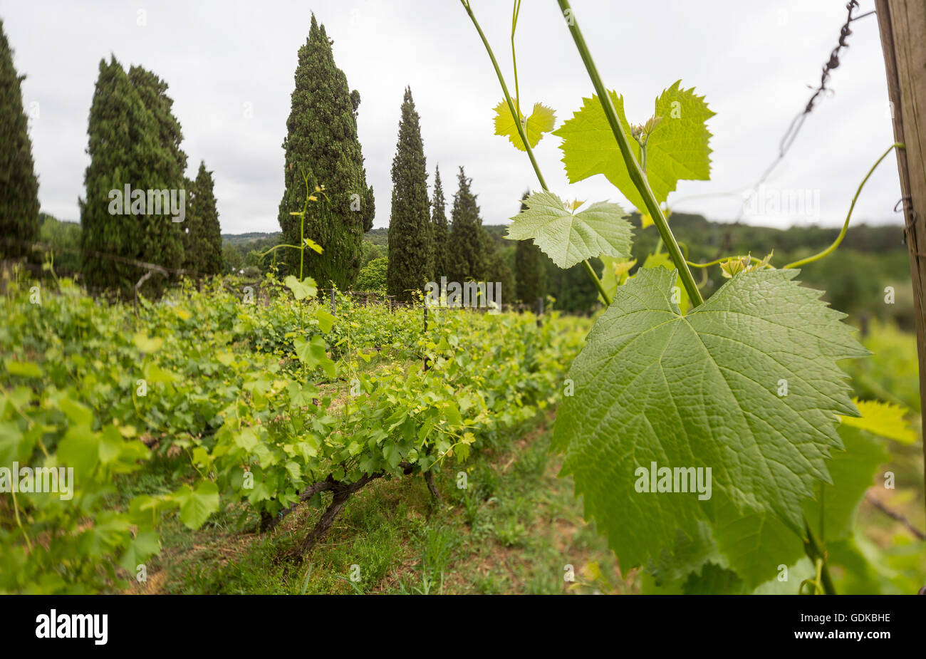 Vite, grapevine (Vitis vinifera), di vigne e di foglie di vite di vino rosso Mateus, Casa de Mateus, palazzo con ampi giardini, Arroios, Foto Stock