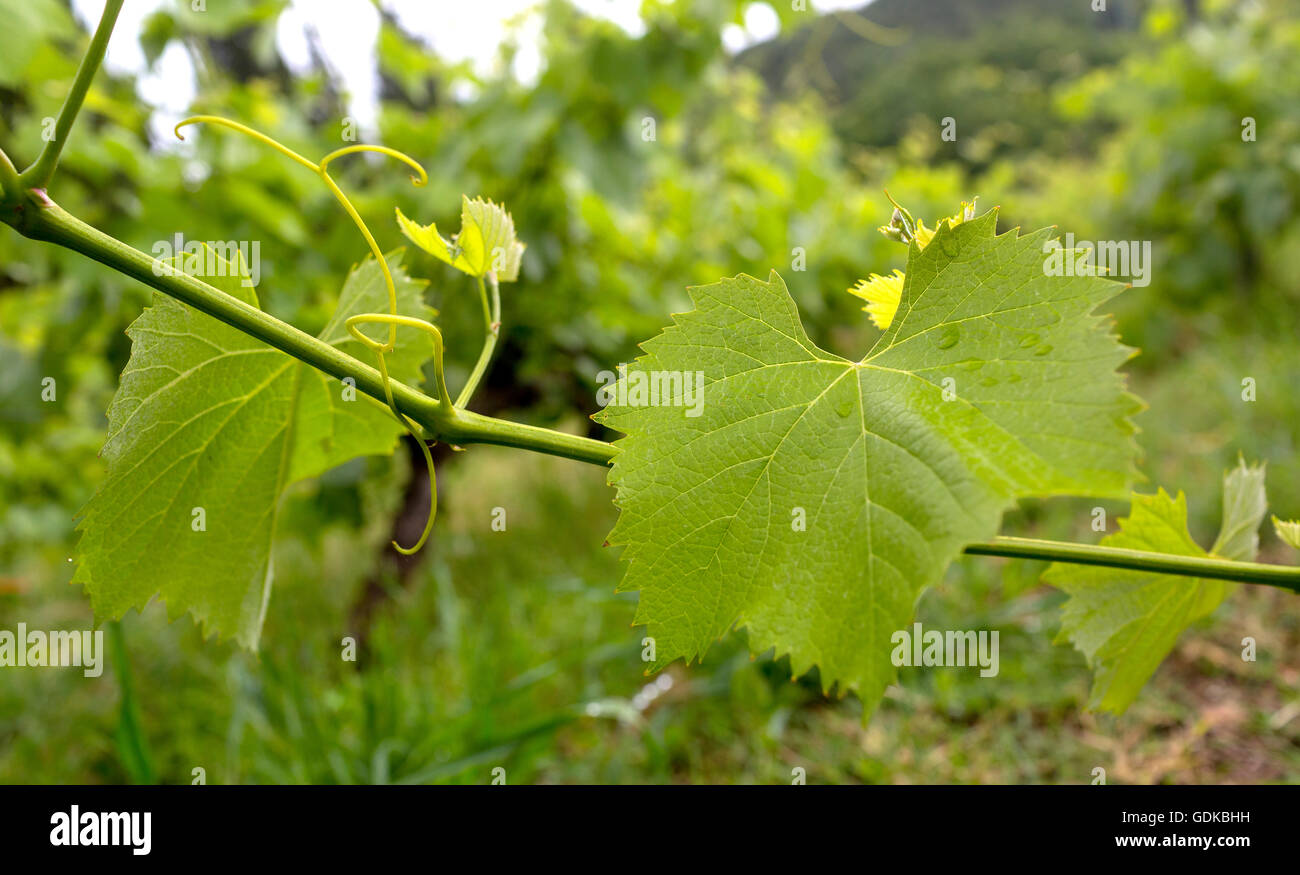 Vite, grapevine (Vitis vinifera), di vigne e di foglie di vite di vino rosso Mateus, Casa de Mateus, palazzo con ampi giardini, Arroios, Foto Stock
