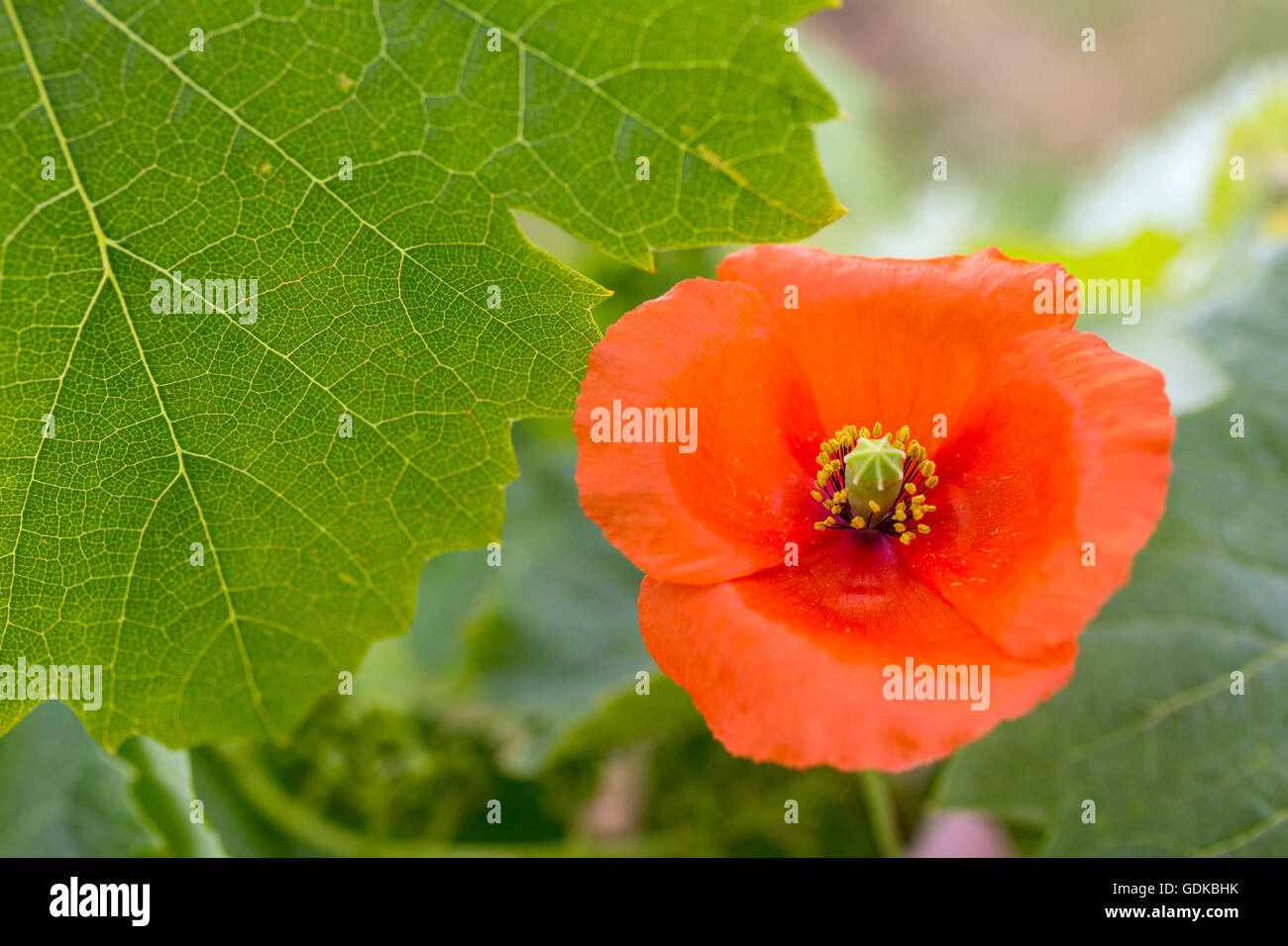 Vite, grapevine (Vitis vinifera), papavero (Papaver rhoeas), di vigne e di foglie di vite di Mateus-vino rosso, Casa de Mateus, palace Foto Stock