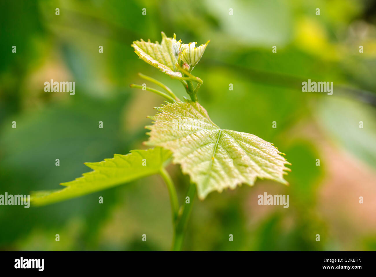 Vite, grapevine (Vitis vinifera), di vigne e di foglie di vite di vino rosso Mateus, Casa de Mateus, palazzo con ampi giardini, Arroios, Foto Stock