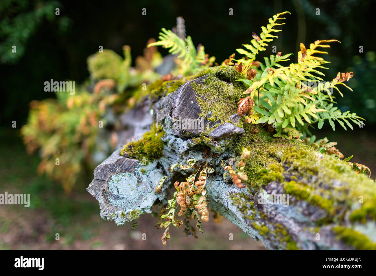 Fasi di cinque sensi, Bom Jesus do Monte, Santuario di BragaFarnbewuchs su un albero morto tronco, tree fern, Casa de Sezim, Foto Stock