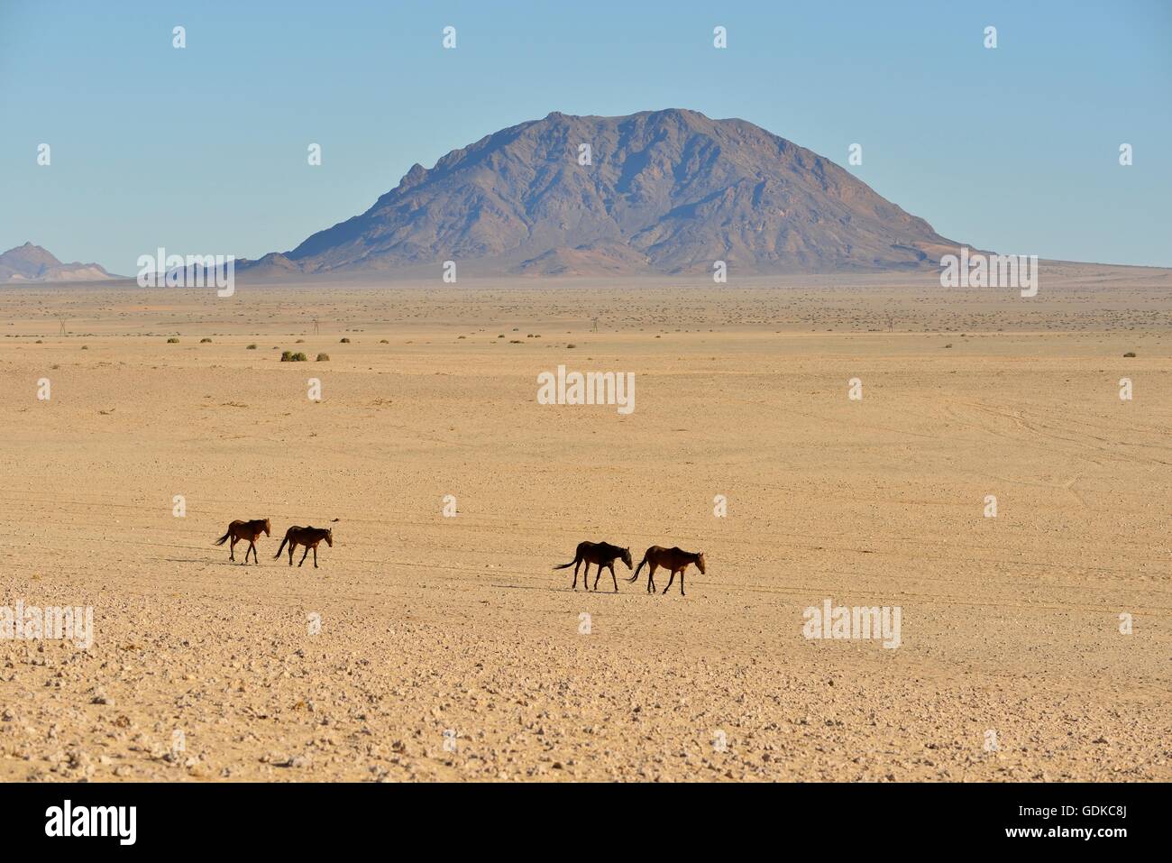 Namib Desert cavalli (Equus ferus) nel deserto, vicino a Watering Hole a Garub, Aus, Karas Regione, Namibia Foto Stock