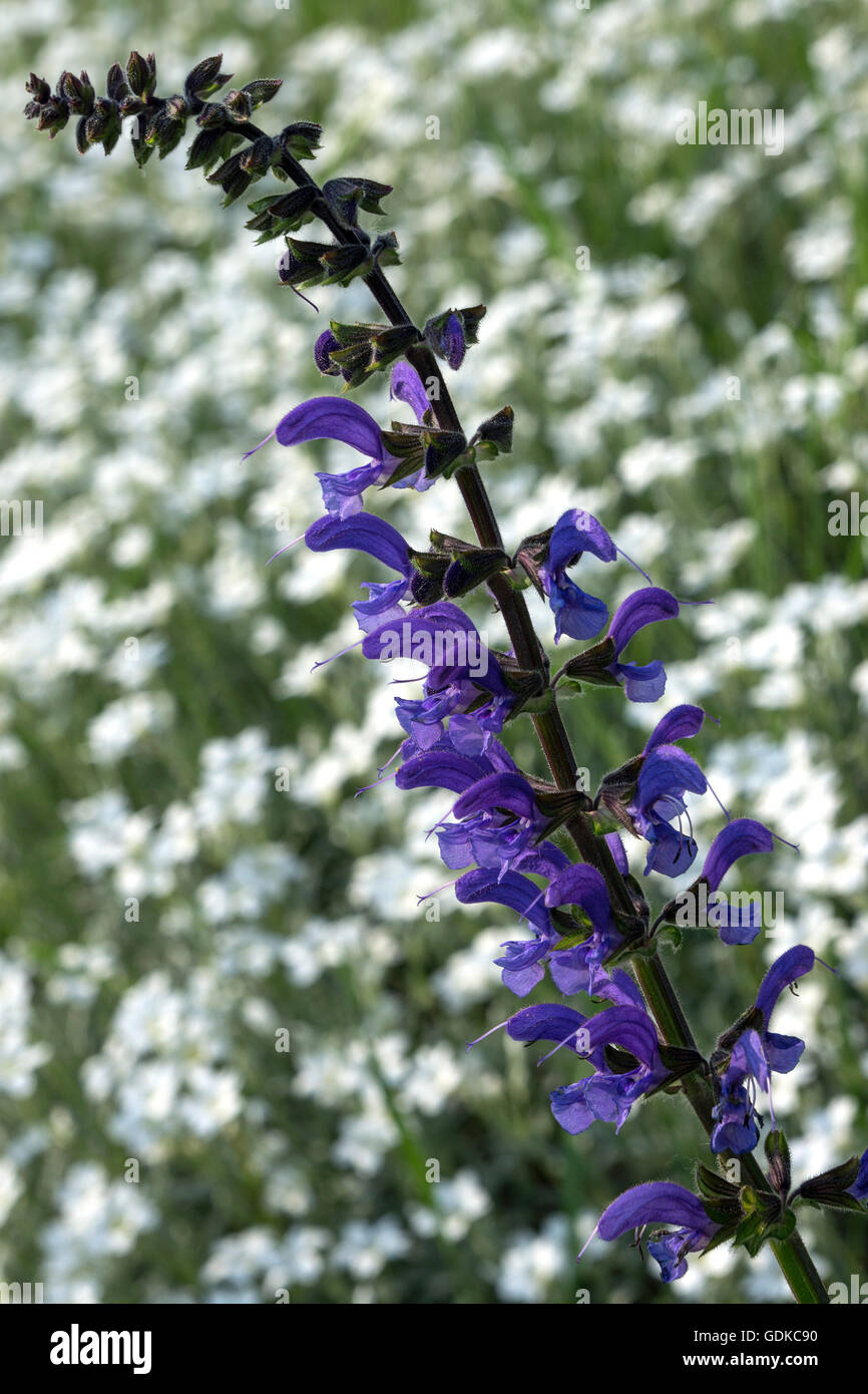 Clary prato prato o salvia (Salvia pratensis), morto di ortica (Lamium sp.), blu, Baden-Württemberg, Germania Foto Stock