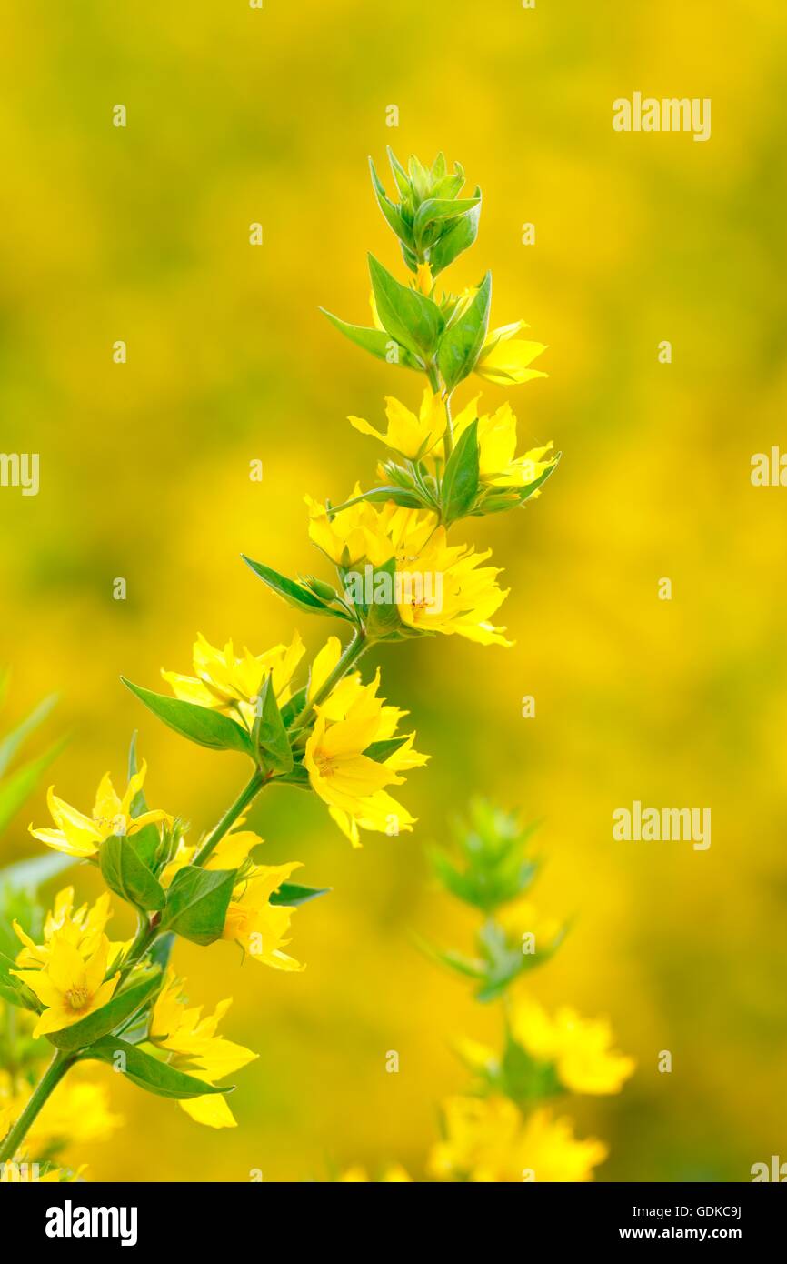 Punteggiato (loosestrife Lysimachia punctata), un arbusto, Baden-Württemberg Foto Stock