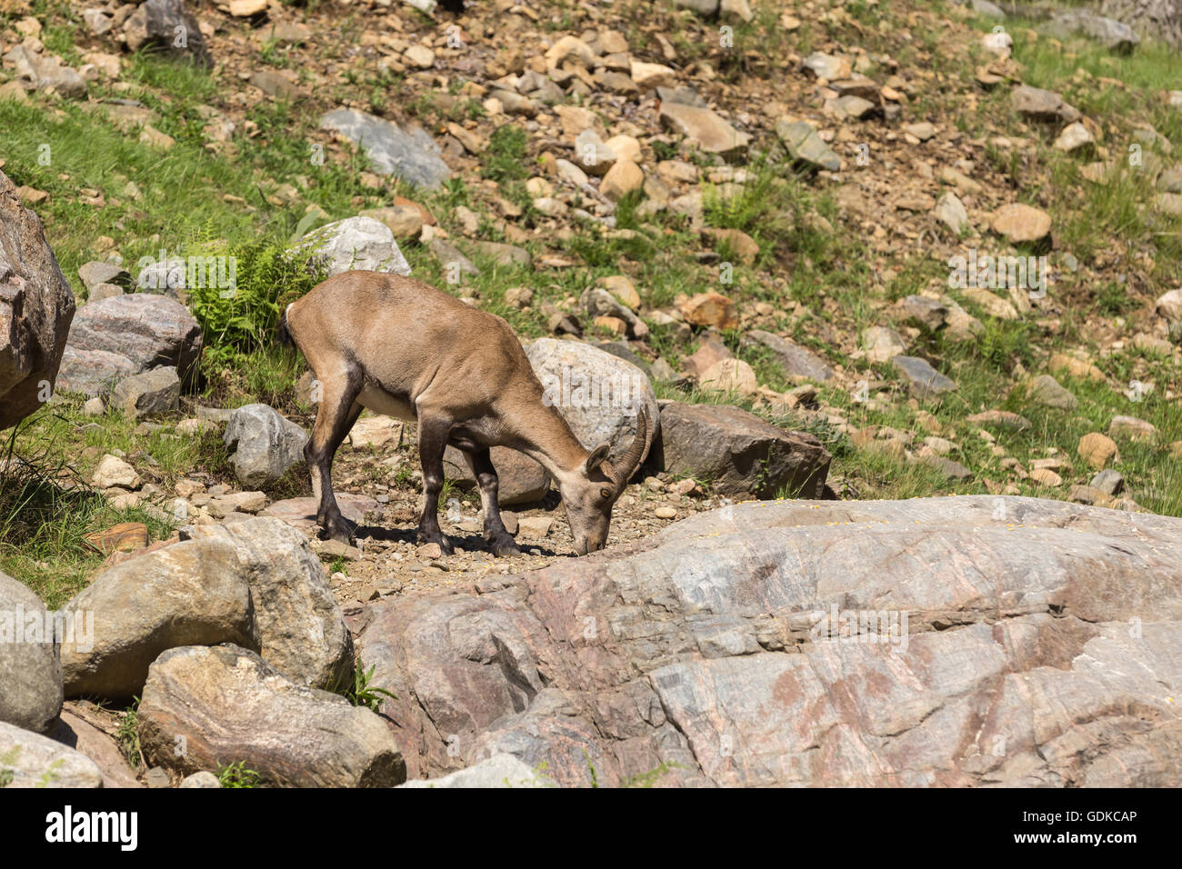 Un lone ibex su alcune rocce Foto Stock