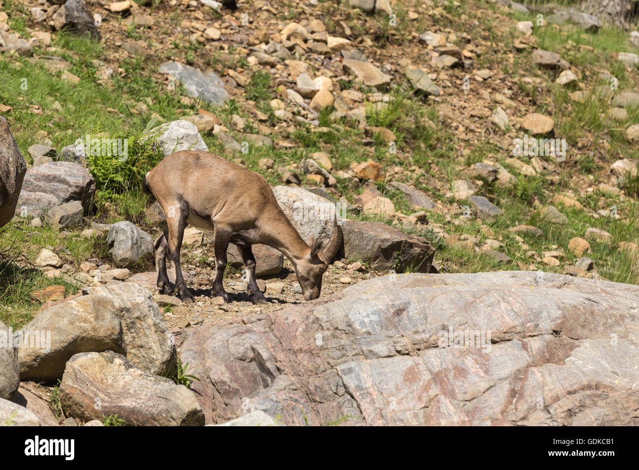Un lone ibex su alcune rocce Foto Stock