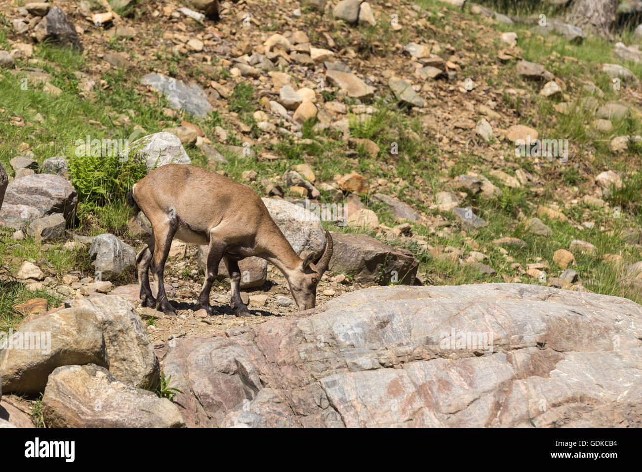 Un lone ibex su alcune rocce Foto Stock
