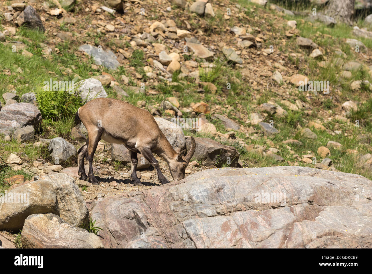 Un lone ibex su alcune rocce Foto Stock
