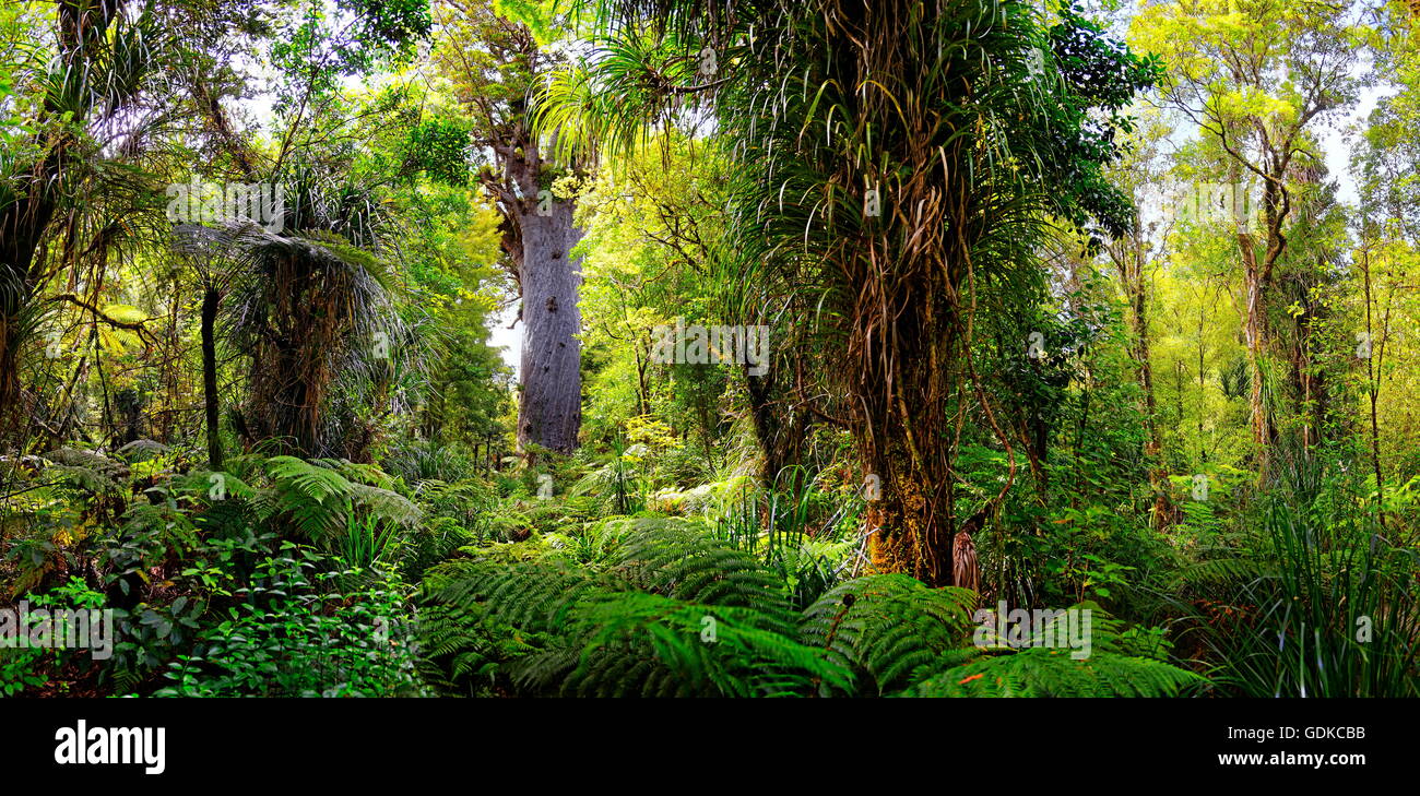Foresta pluviale subtropicale, kauri (Agathis australis) albero dietro, Tāne Mahuta, signore della foresta, vivente più grande albero kauri Foto Stock