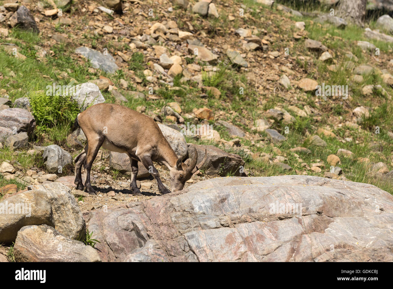 Un lone ibex su alcune rocce Foto Stock