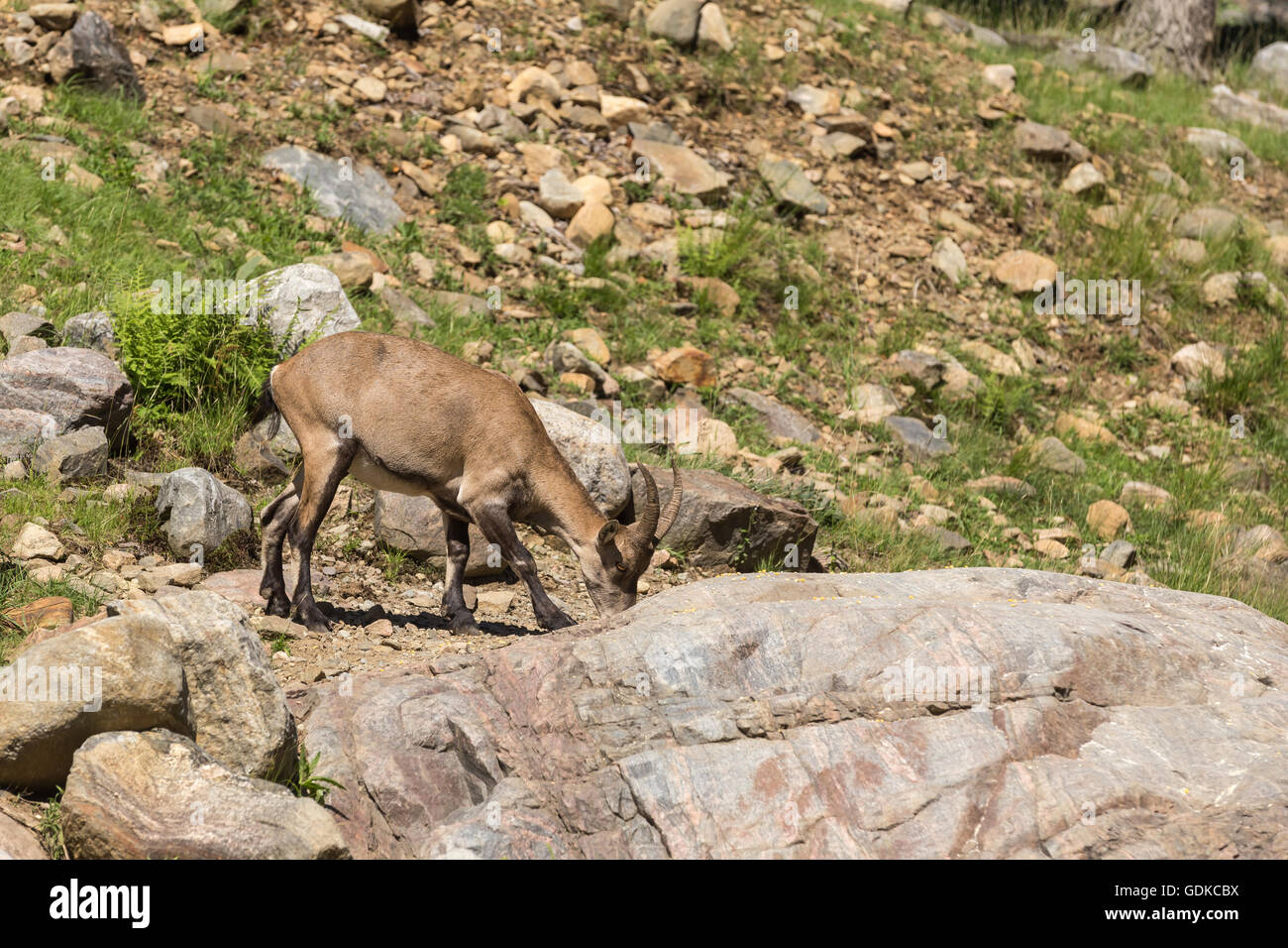 Un lone ibex su alcune rocce Foto Stock