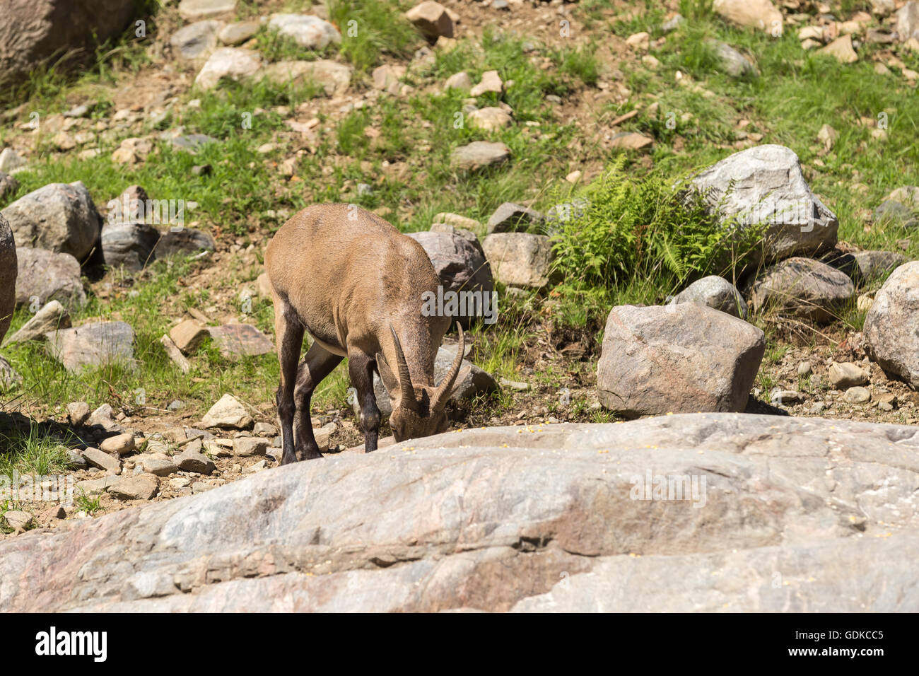 Un lone ibex su alcune rocce Foto Stock