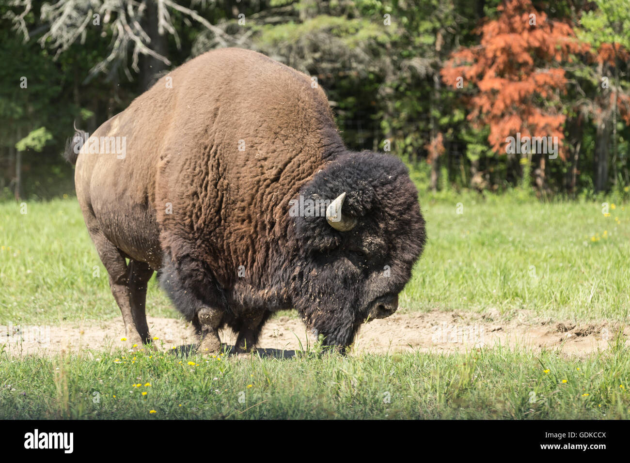 Campo americano Buffalo in un campo estivo Foto Stock
