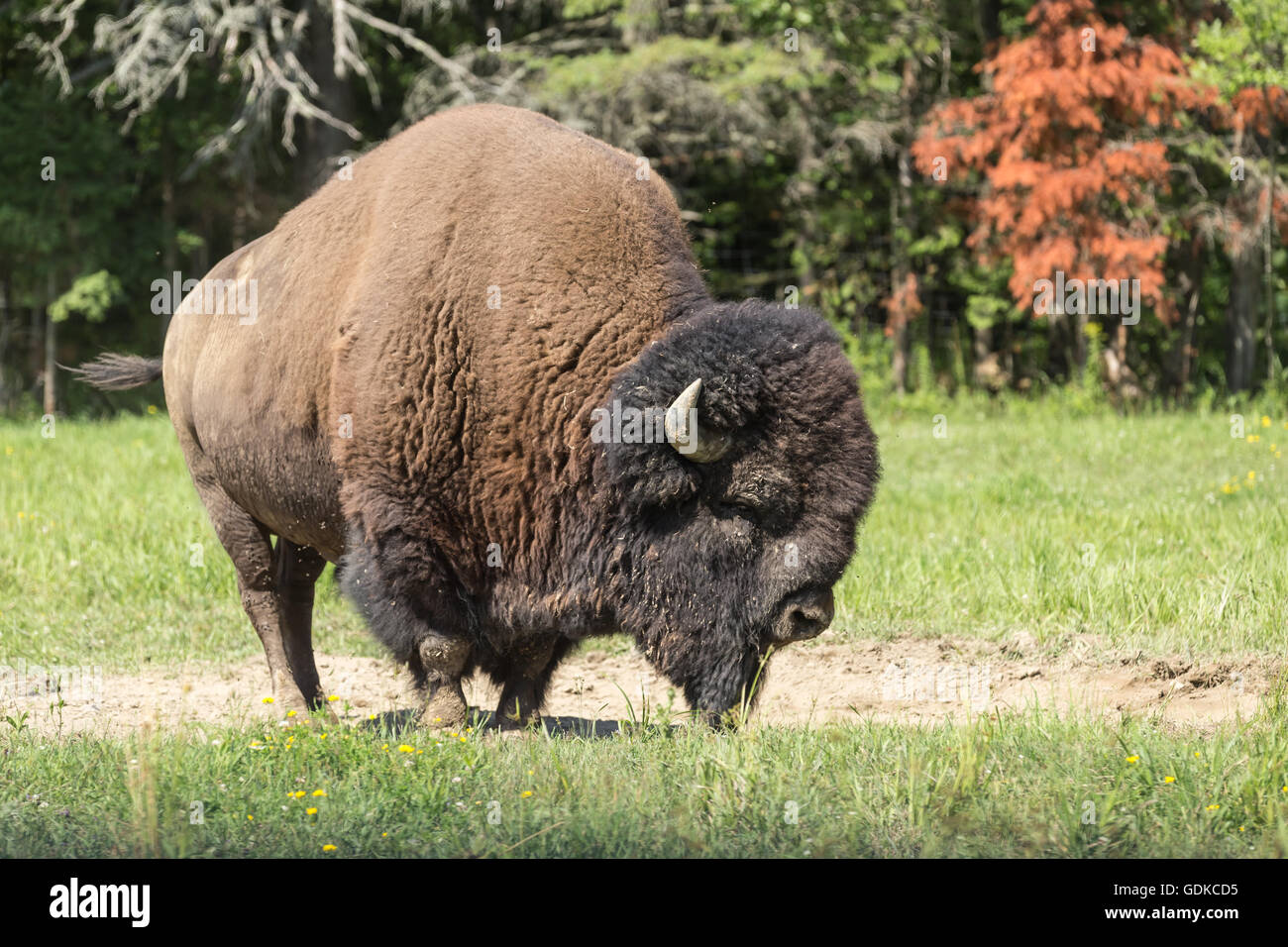 Campo americano Buffalo in un campo estivo Foto Stock