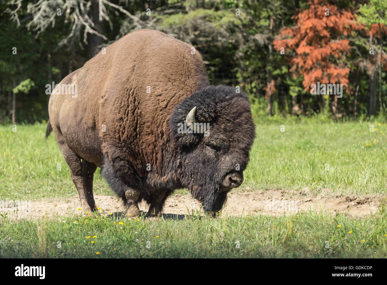 Campo americano Buffalo in un campo estivo Foto Stock