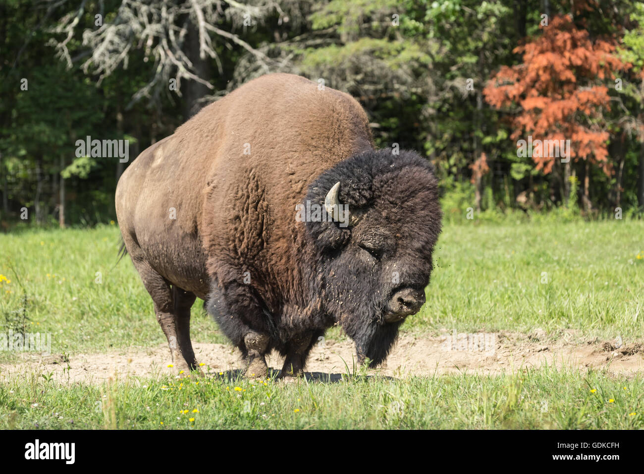 Campo americano Buffalo in un campo estivo Foto Stock