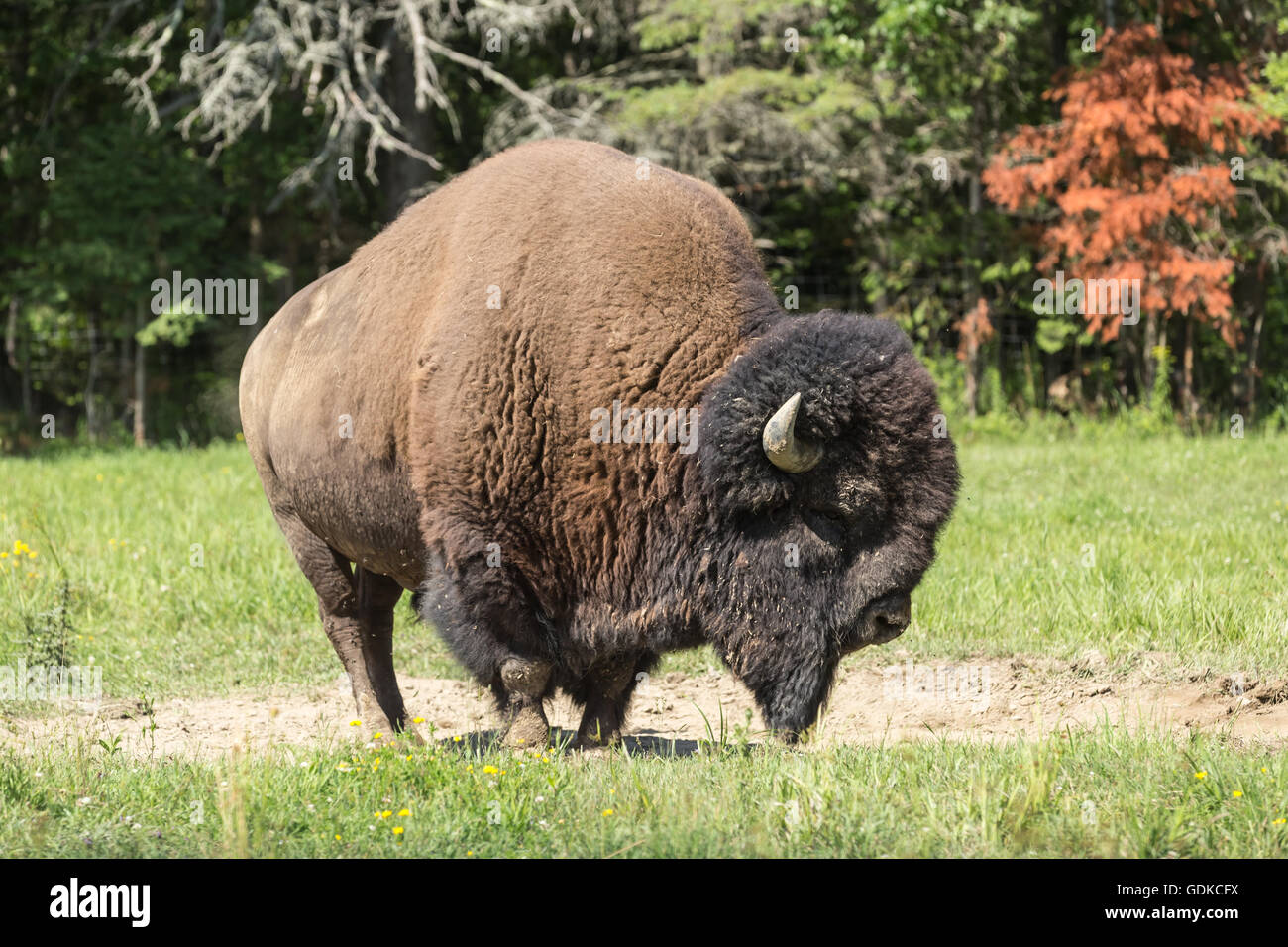Campo americano Buffalo in un campo estivo Foto Stock