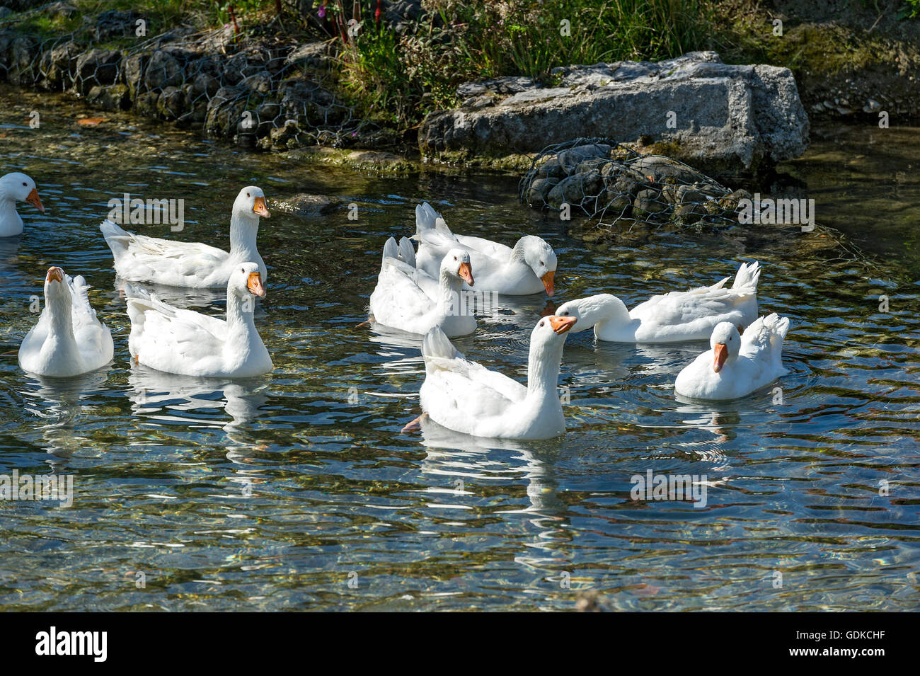 Oche bianco (Anser anser forme domestica), nuoto in un flusso, intervallo libero animali, Alta Baviera, Baviera, Germania Foto Stock