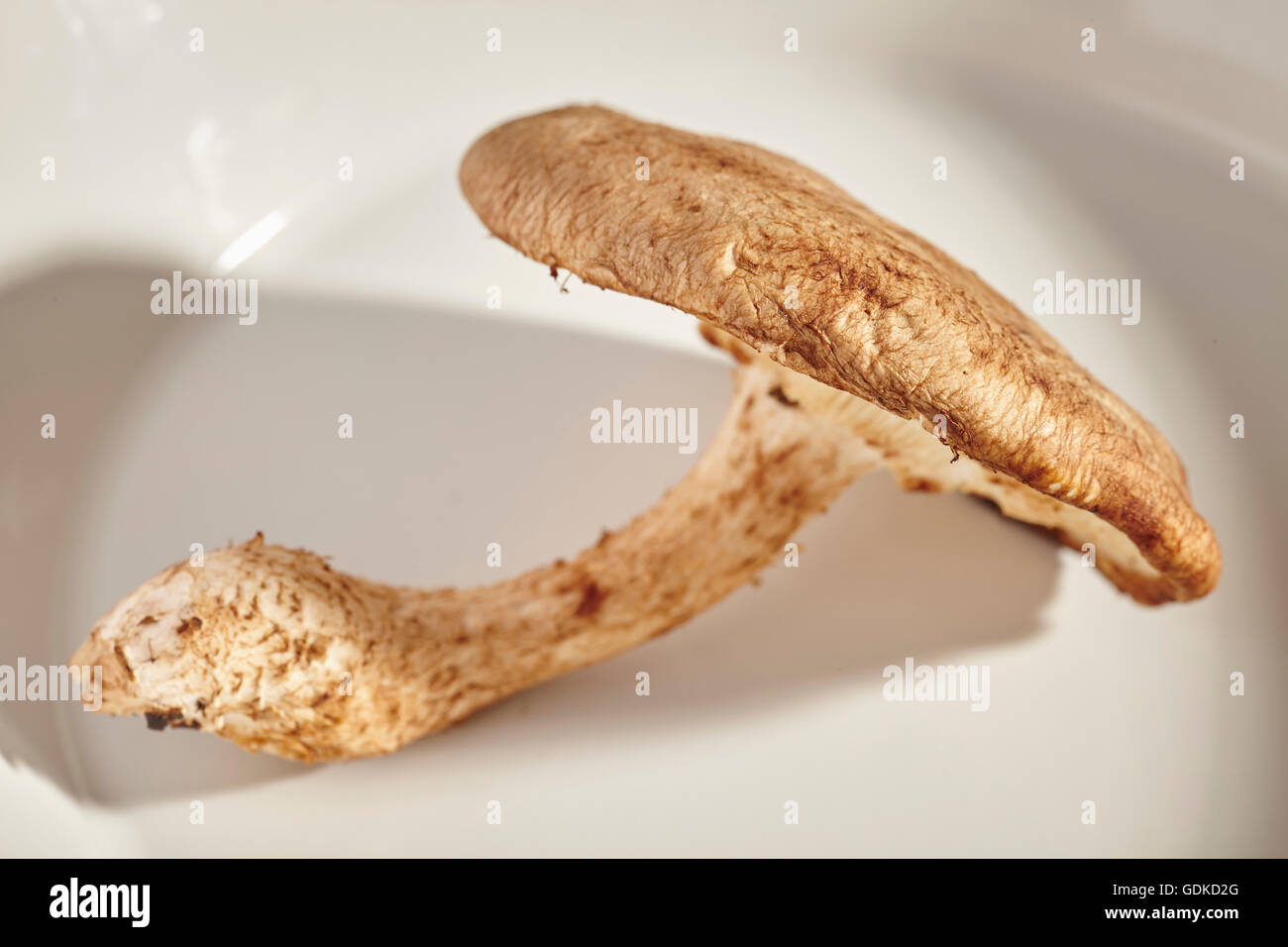 Un singolo fresco funghi shiitake cresciuto in Pennsylvania, STATI UNITI D'AMERICA Foto Stock