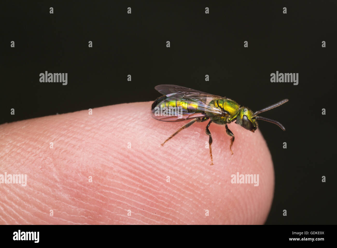 Un luminoso verde metallizzato il sudore Bee (Augochlora pura) sorge sulla punta di un dito. Foto Stock