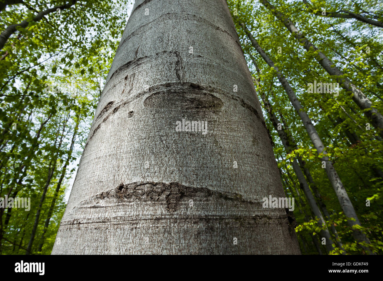 Un grande albero guardando verso l'alto Foto Stock