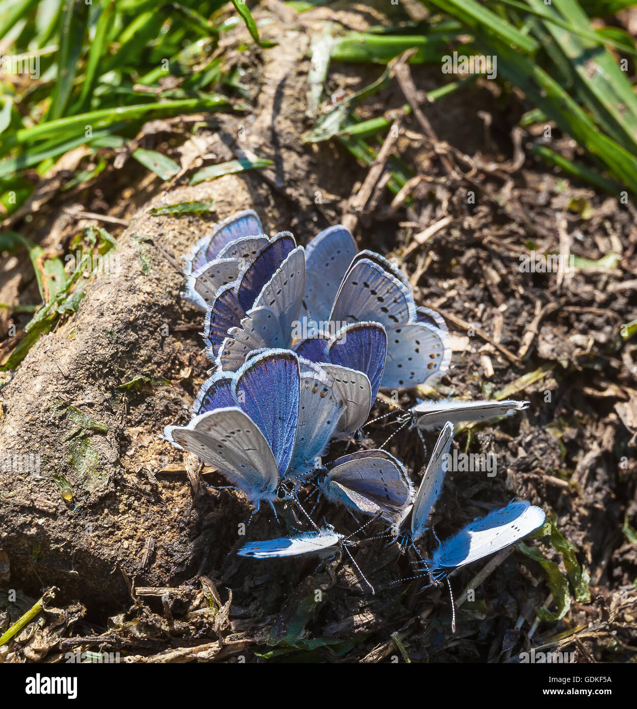 Delicato farfalle blu in natura Foto Stock