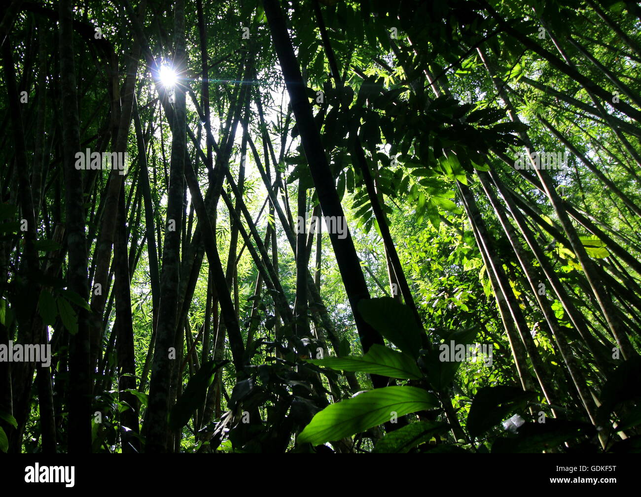 Sun Ray che brilla attraverso il boschetto di bambù la creazione di alberi di bambù silhouette Foto Stock