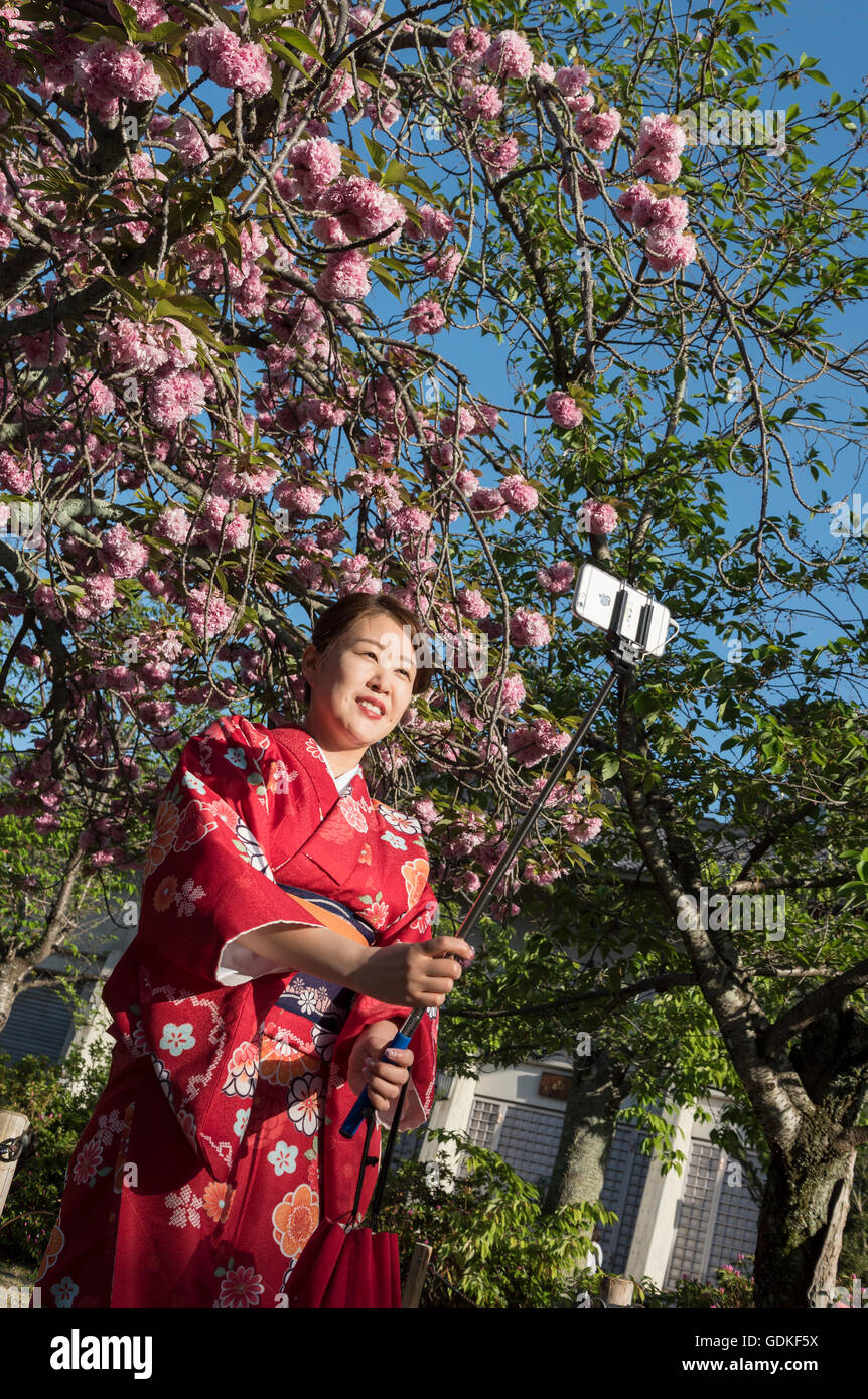 Donna Giapponese in tradizionale abito yukata prende selfie davanti a sakura albero in fiore, Kyoto, Giappone Foto Stock