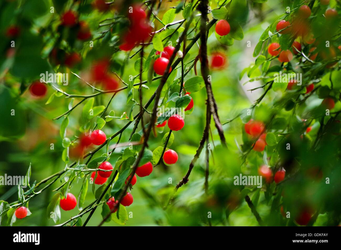 Wild huckleberry bush. Comox Valley, l'isola di Vancouver, BC, Canada Foto Stock