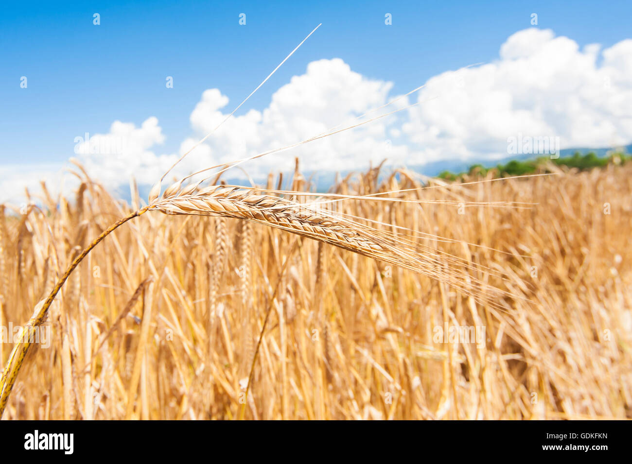 Orecchio di grano dorati sullo sfondo del campo di grano Foto Stock