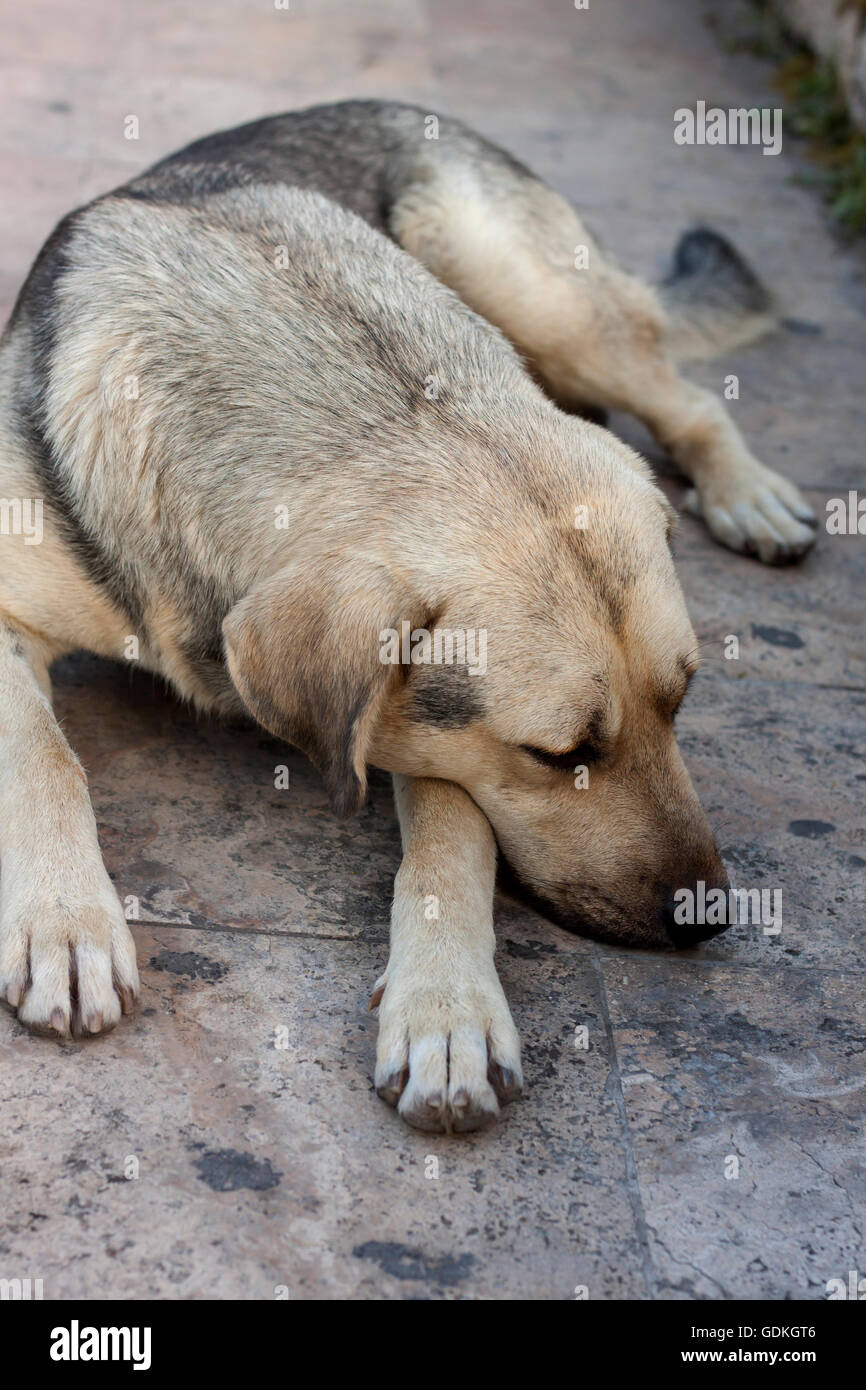 Grande senzatetto cane dormire per strada con la testa su zampe Foto Stock