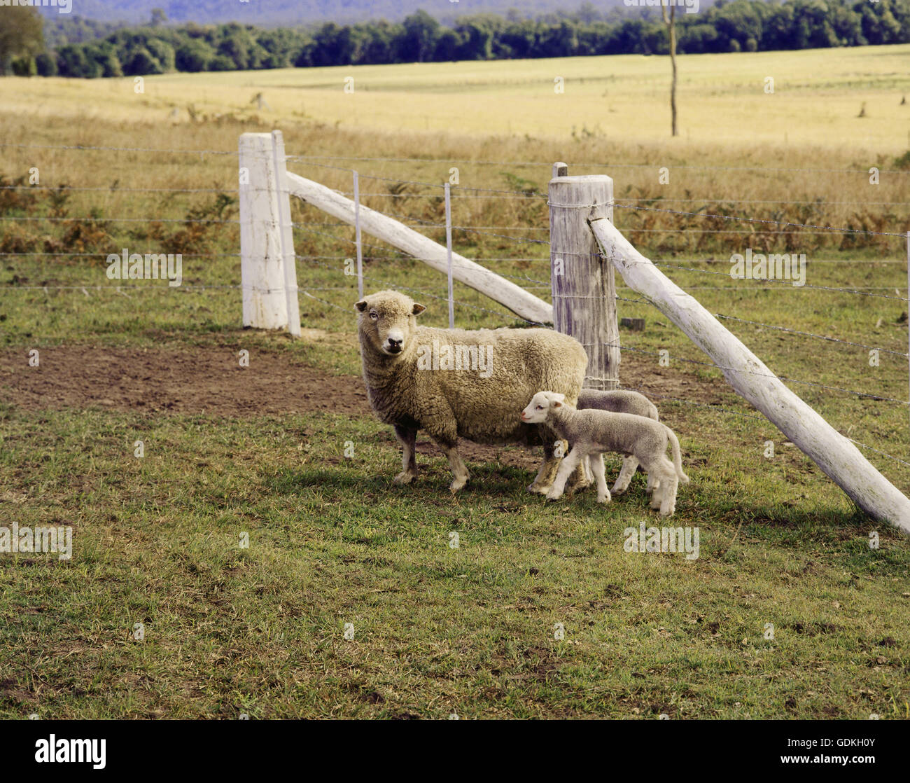 Zoologia / animali, mammifero / di mammifero, pecore, (Ovis), diga con agnello, pecora con due agnello in piedi nel prato, Foto Stock