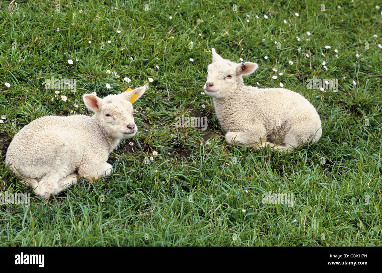 Zoologia / animali, mammifero / di mammifero, pecore, (Ovis), diga con agnello, due agnello giacente in prato, Texel, Foto Stock