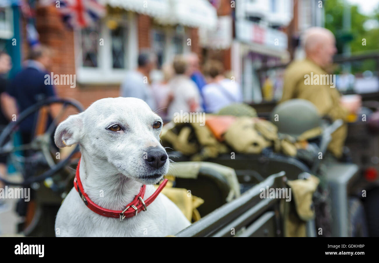 Woodhall Spa 1940 Festival - cane si è levato in piedi nel retro di un esercito jeep su una strada trafficata al festival annuale Foto Stock