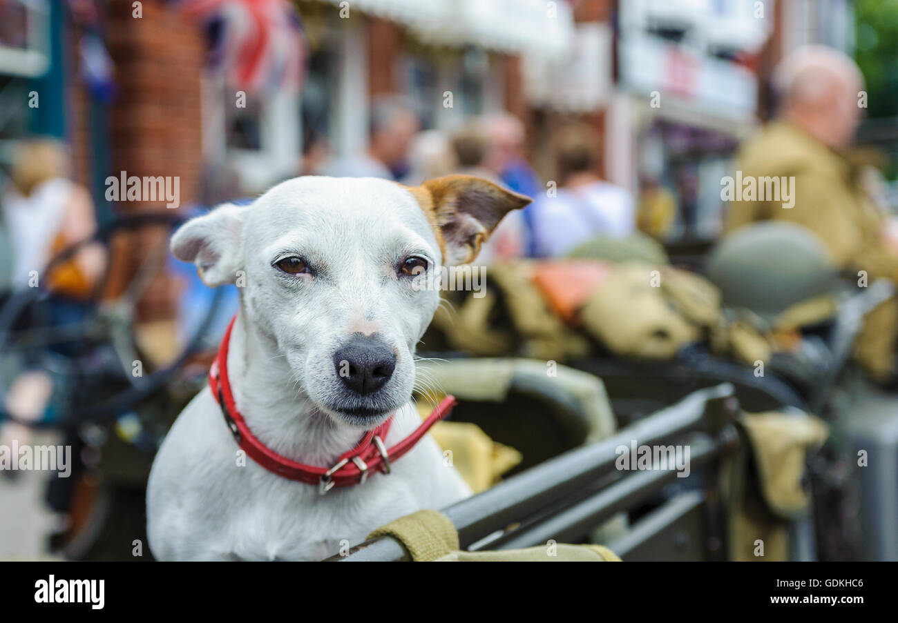 Woodhall Spa 1940 Festival - cane si è levato in piedi nel retro di un esercito jeep su una strada trafficata al festival annuale Foto Stock