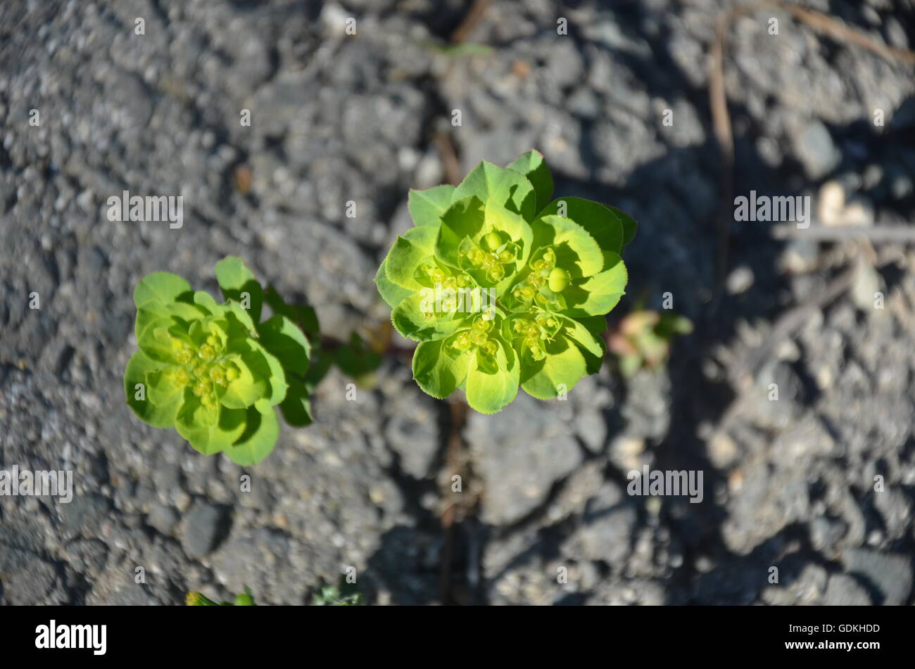 Verde primavera, incrinato asfalto asfalto, nero, spazio copia, fiori, piante, speranza, attraverso, forza, sementi, marciapiede, verde germoglio Foto Stock