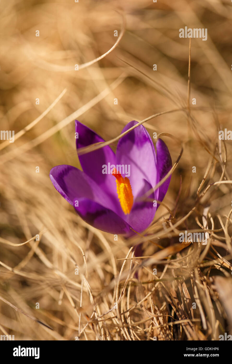 Fioritura viola crocus in montagna Foto Stock