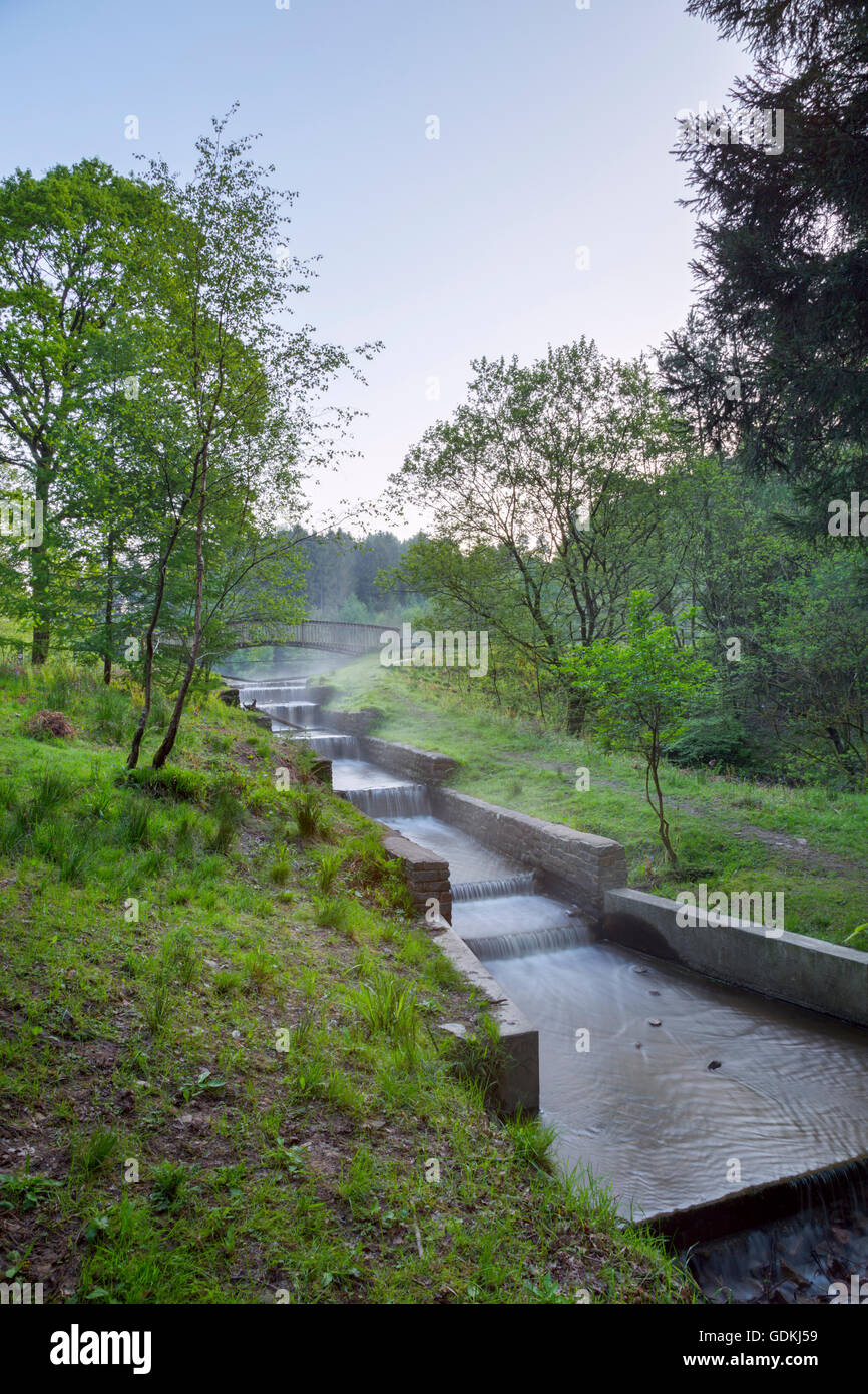 Stramazzo a gradini di Mallard luccio del lago nella Foresta di Dean, nel Gloucestershire. Foto Stock