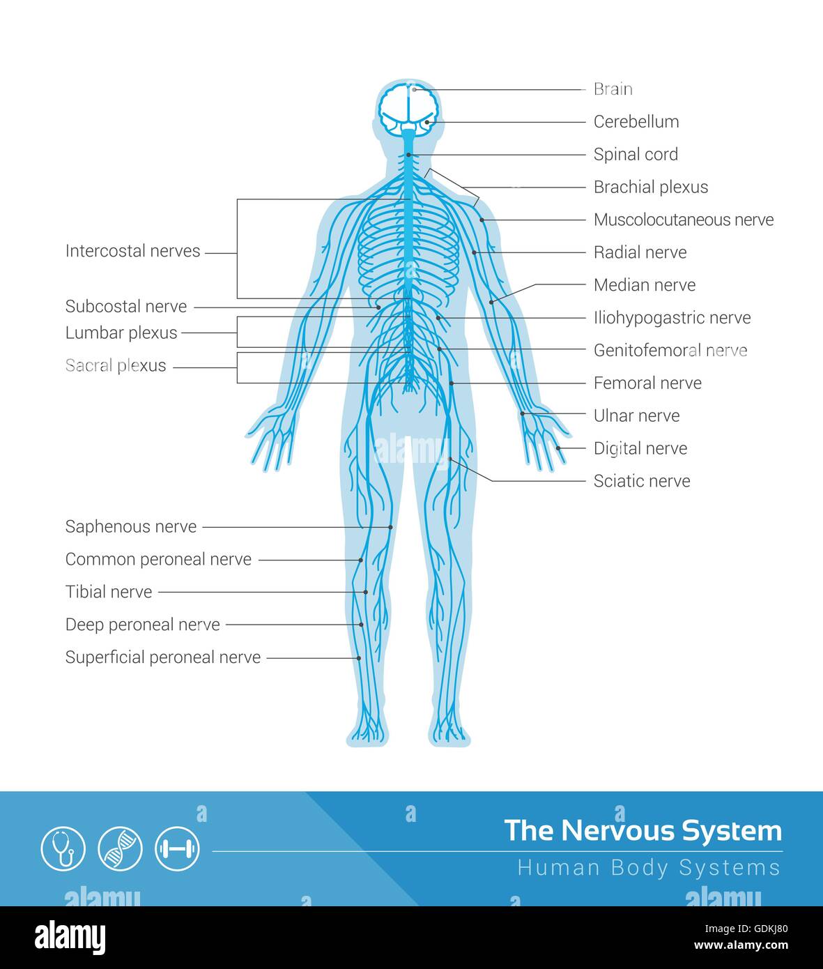 Il sistema nervoso umano vettore Illustrazione medica Illustrazione Vettoriale