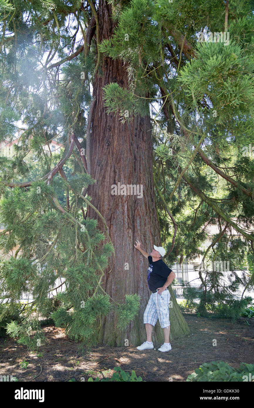 Sequoia, Isola di Mainau, Lago di Costanza, Baden-Wuerttemberg, Germania Foto Stock