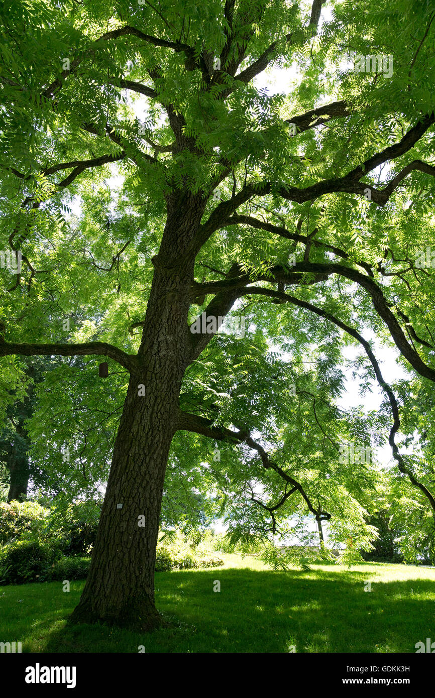 Albero, Isola di Mainau, Lago di Costanza, Baden-Wuerttemberg, Germania Foto Stock