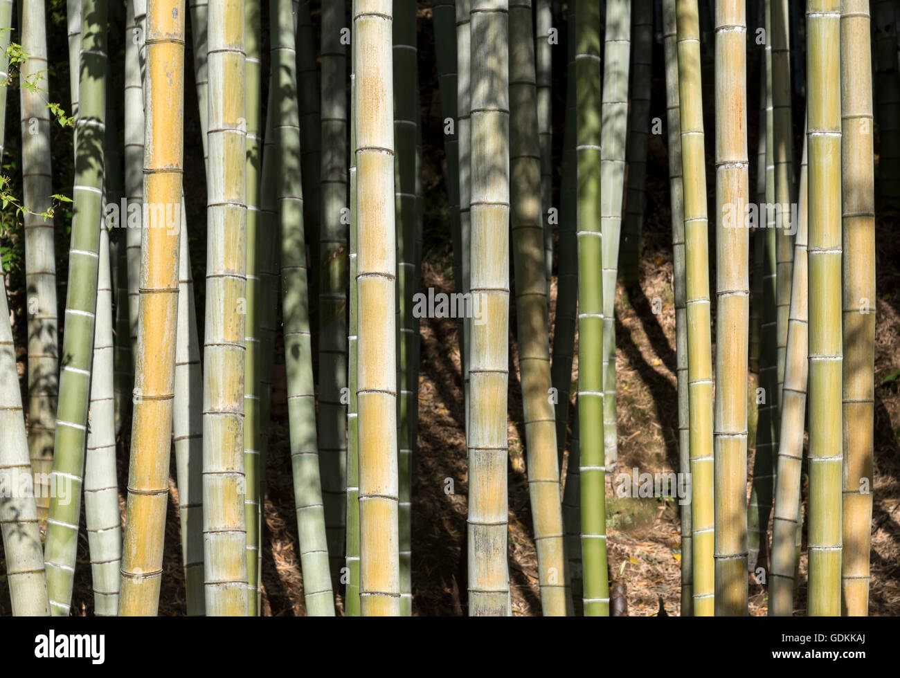 Boschetto di bambù al Kodaiji (Kodai-ji) Giardino del Tempio, Kyoto, Giappone Foto Stock