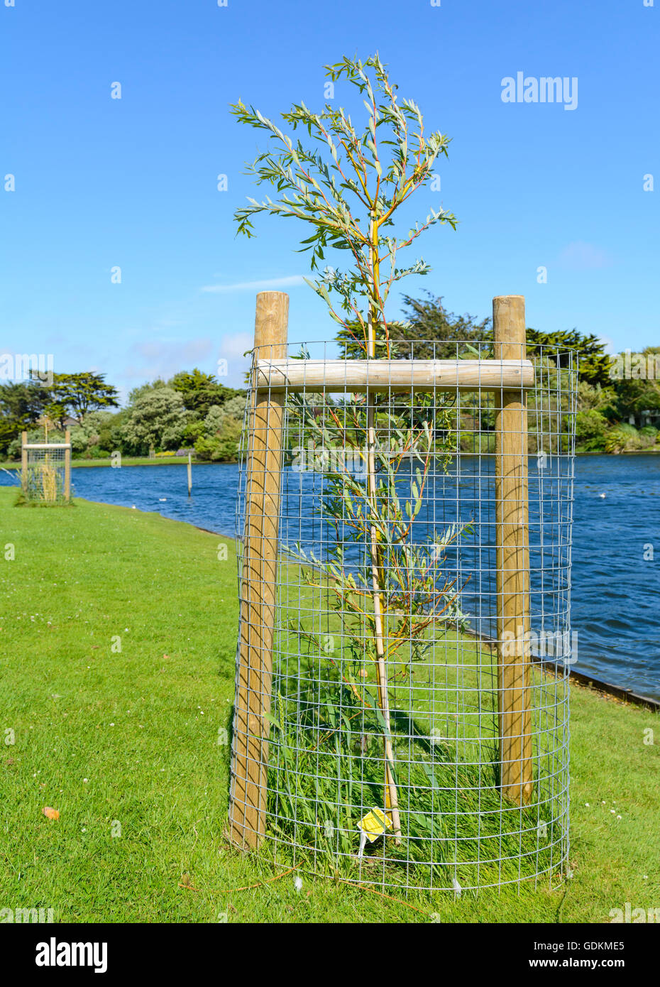 Recentemente piantato Weping Golden Willow tree (Salix x Sepulcralis Chrysocoma) con gabbia protettiva presso un lago in un parco nel Regno Unito. Foto Stock