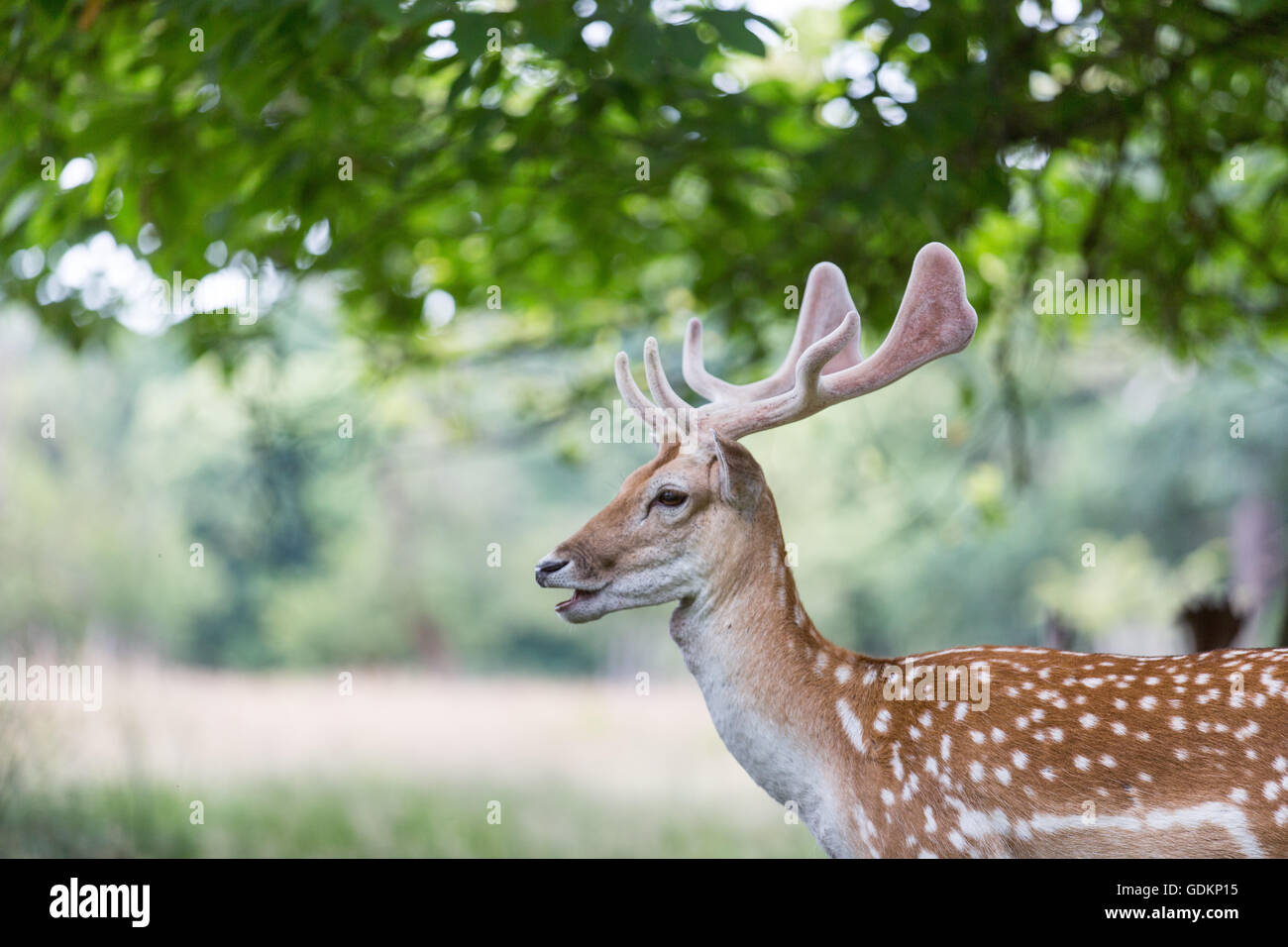 Cervi in Richmond Park, London , Regno Unito su una soleggiata giornata estiva Foto Stock