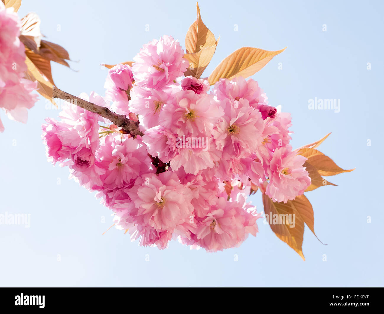 Rosa Sakura fiore di primavera sullo sfondo del cielo Foto Stock