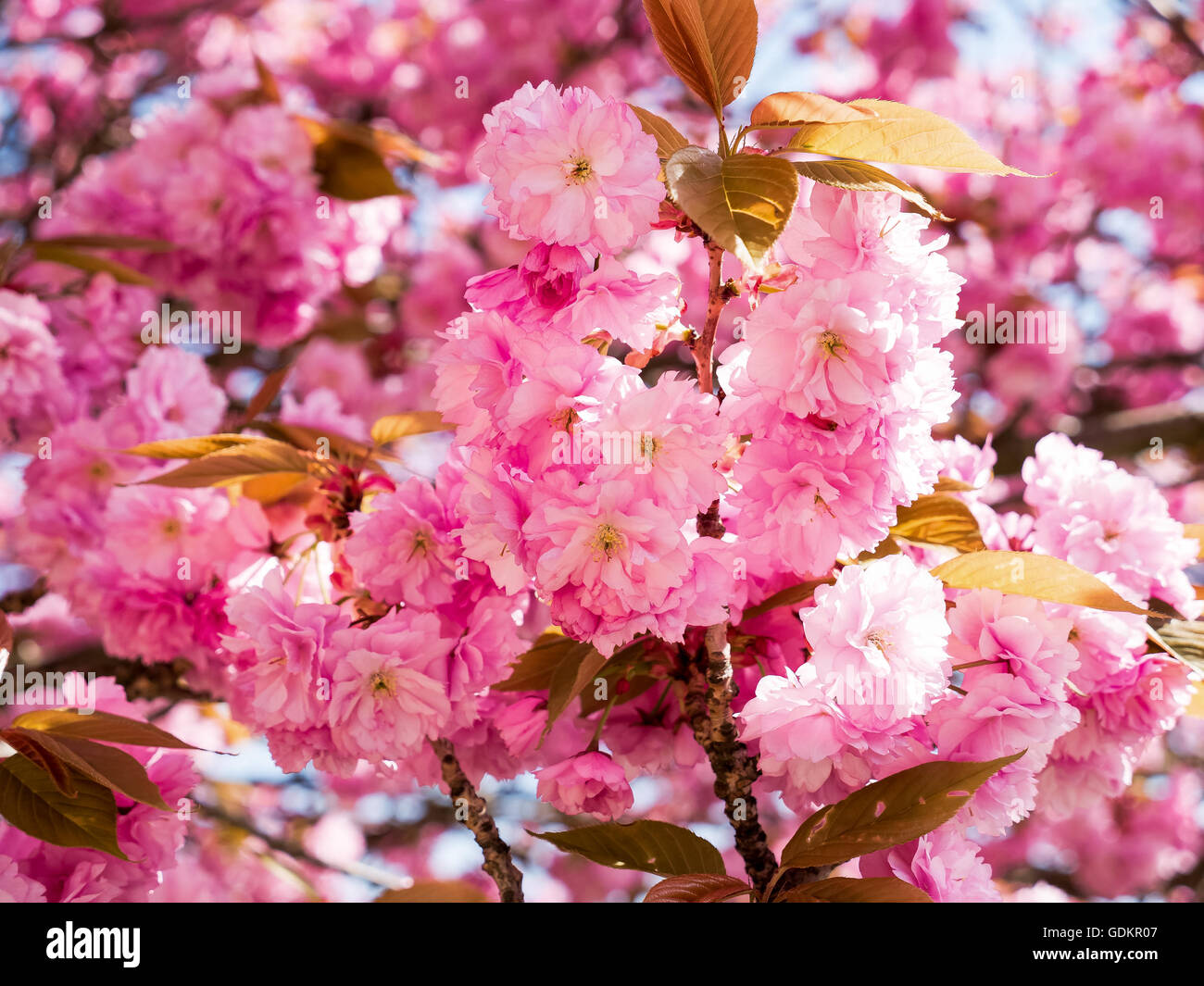 Rosa Sakura fiore di primavera sullo sfondo del cielo Foto Stock