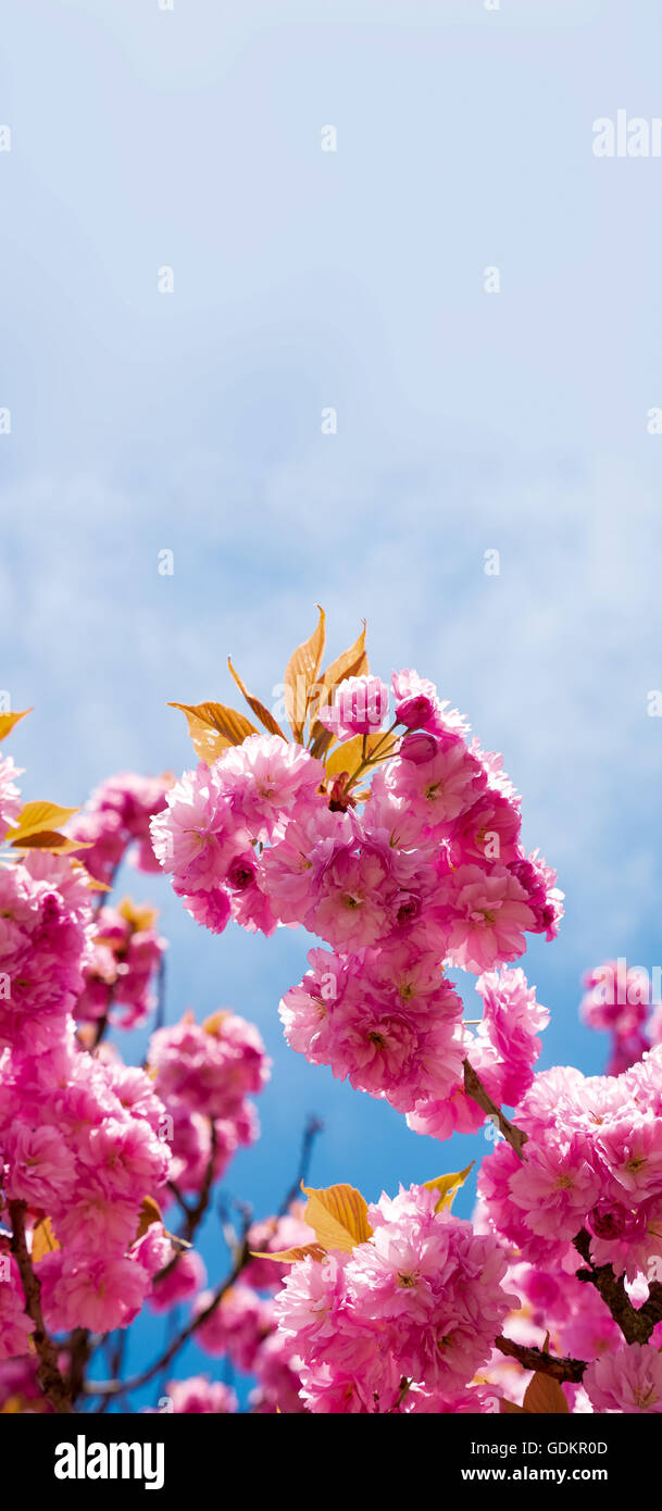 Rosa Sakura fiore di primavera sullo sfondo del cielo Foto Stock